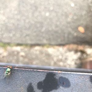 Meet your Posher, Claire